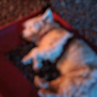 Kedi yerde yatıyor.