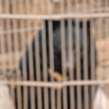 Kafesteki kafesin arka planı bulanık. hayvanlar