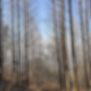 Bulanık orman geçmişi. Odaklanmış orman arkaplanı.