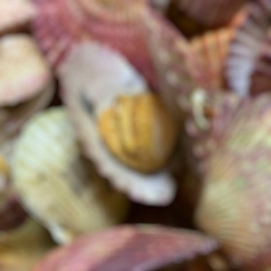 Deniz kabuğunun yakın görüntüsü