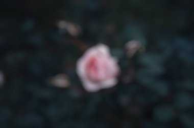 Güzel botanik fotoğrafı, doğal duvar kağıdı.