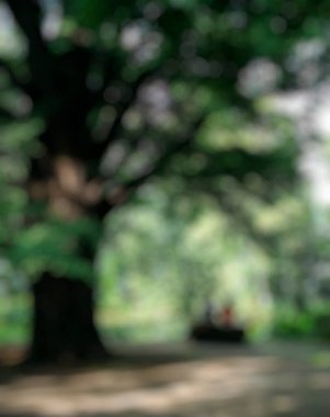 soyut bulanık yeşil yapraklar arka plan