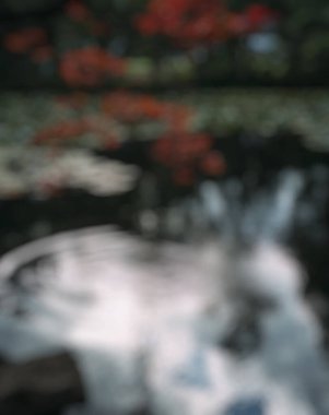 Yapraklar bulanık, sonbahar arkaplanı