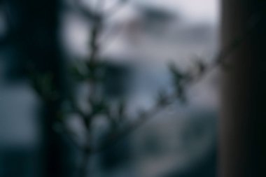 Ormandaki ağacın bulanık arkaplanı