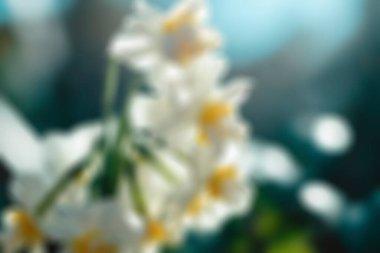 Bulanık bir arkaplanda çiçeklerin bulanıklığı.