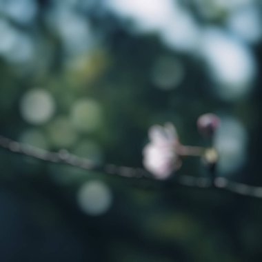 çiçekli arka plan bulanık