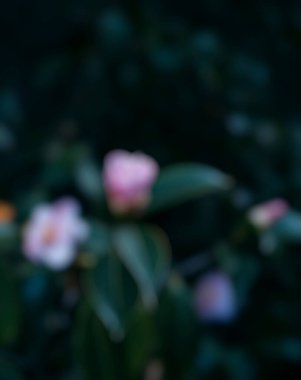 Güzel botanik fotoğrafı, doğal duvar kağıdı.