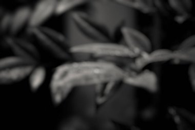 soyut arkaplan, siyah ve beyaz