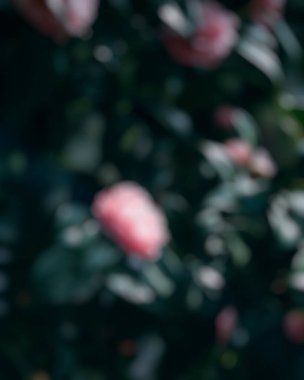 yeşil yaprak arkaplan, Bokeh ile soyut doğal arkaplan