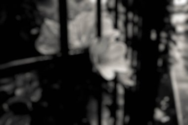 Bir parkın bulanık arkaplanı.