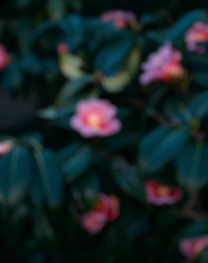 Güzel botanik fotoğrafı, doğal duvar kağıdı.