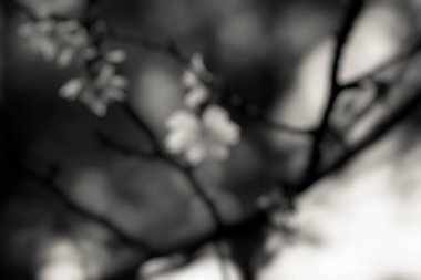 Fujifilm X-E4 , Summicron-M 35mm F2 ASPH