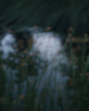 Akşamları bulanık orman.