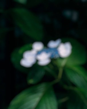 Bahçedeki güzel beyaz çiçekler