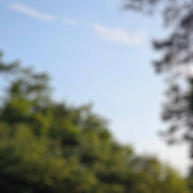 Ormandaki ağaçlar bulanık, doğal bokeh arkaplan