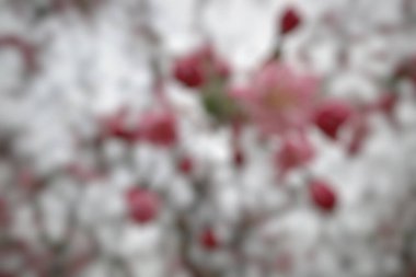 Soyut bulanık arkaplan. bahar çiçeği ağacı