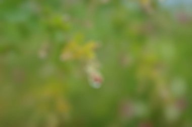 Bulanık arkaplan, soyut yeşil çimen, yaz konsepti