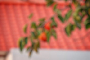 Bir ağacın güzel kırmızı ve beyaz yaprakları