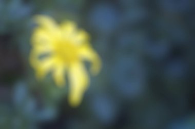 Soyut bulanık çiçek arkaplanı. doğa arkaplanı.