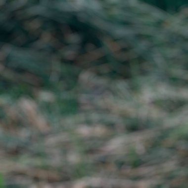 Ağaçlarla kaplı ormandan bulanık