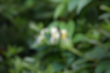 yeşil yapraklar, bitkiler ve yapraklar