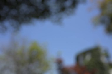 Ağaç yapraklarının bulanık arkaplanı