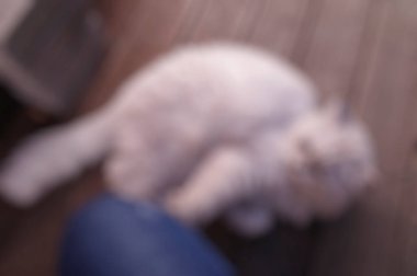 Kedi ile bulanık arkaplan
