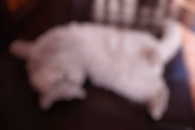 Beyaz kediyle bulanık arkaplan