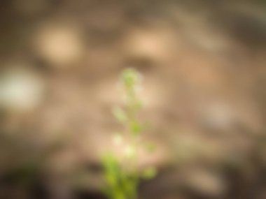 Soyut, bulanık yeşil çimen arka planı. Doğa, bulanık arkaplan