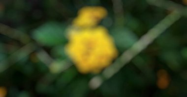 Bulanık çiçek arkaplanının soyut bokeh 'i