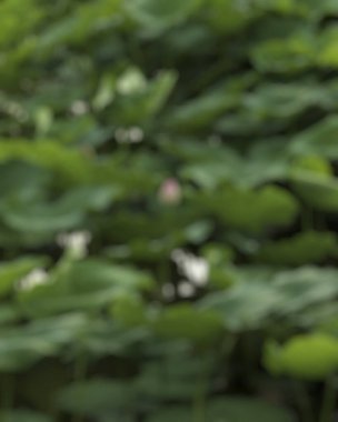 Bulanık arkaplan yeşil yapraklar, doğal fon