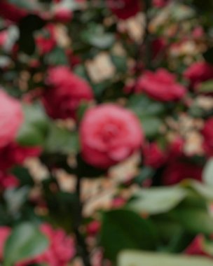 Bahçede kırmızı güller, çiçek arkaplanı.