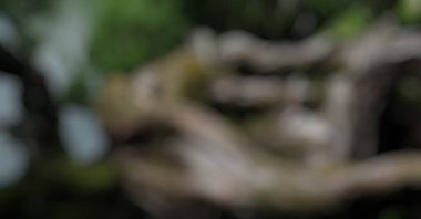 Orman ve Bokeh 'in soyut yeşil arka planı.