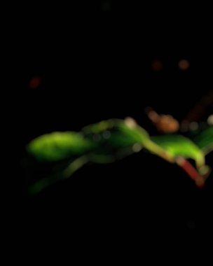 Siyah arka planı olan güzel yeşil bir yaprak.