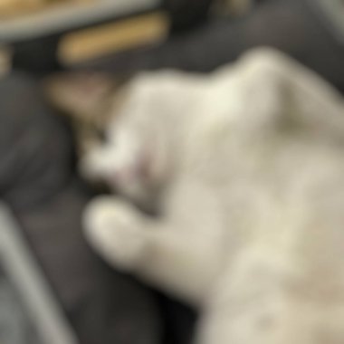 Kedilerin bulanık arkaplanı.