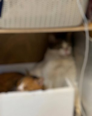 Odadaki sevimli kedi.