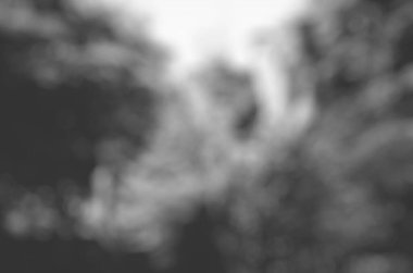 Orman ve ağaçların bulanık arkaplanı