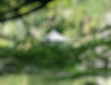 Arkaplanda yeşil yapraklar bulanık