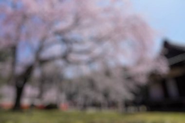 Parkın bulanık arkaplanı