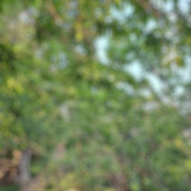 Doğanın soyut arkaplanı ve parkta bulanık ağaçlar.