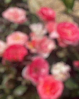 Bulanık çiçekler, arkaplan ve doku