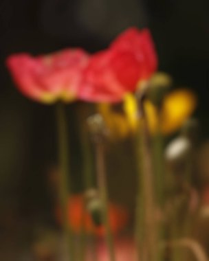 Bahçede bulanık çiçekler