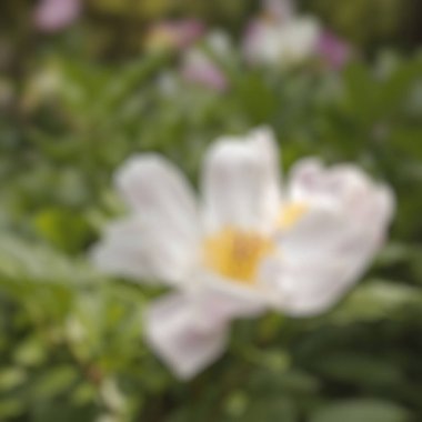 çiçek temalı bulanık arkaplan