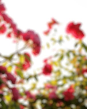 çiçekli arka plan bulanık.