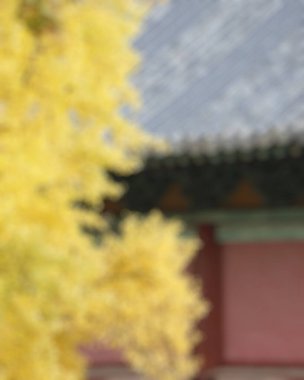 Sonbahar yapraklarının bulanık arkaplanı