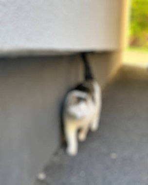 Şehirde köpek var.