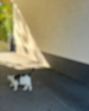 Kedi ve kedi gölgesiyle bulanık arkaplan