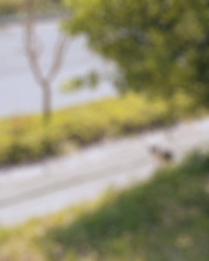 Doğanın yeşil çimlerle bulanık arka planı