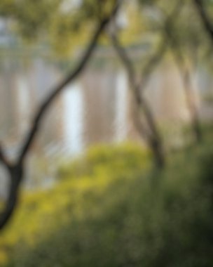 Ormanın güzel manzarası