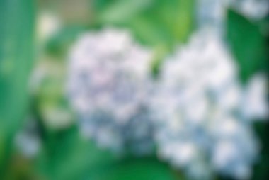 bahçede soyut çiçekler